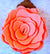 Flower - Pink Felt Rose